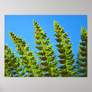 FERN-blad kunstprinten Gelijnd kunstwerk Groen var Poster