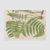 Fern botanisch weefselpapier tissuepapier (Voorkant)