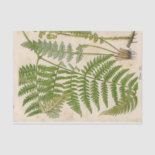 Fern botanisch weefselpapier tissuepapier (Voorkant)