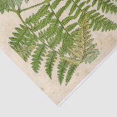 Fern botanisch weefselpapier tissuepapier (Detail)