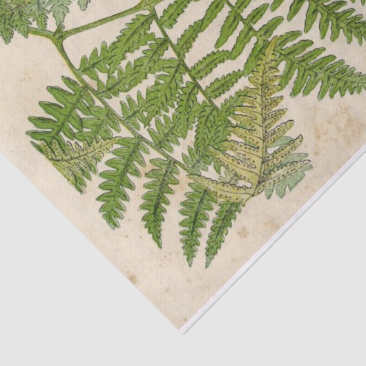 Fern botanisch weefselpapier tissuepapier (Detail)