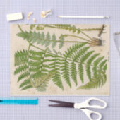 Fern botanisch weefselpapier tissuepapier (Craft)