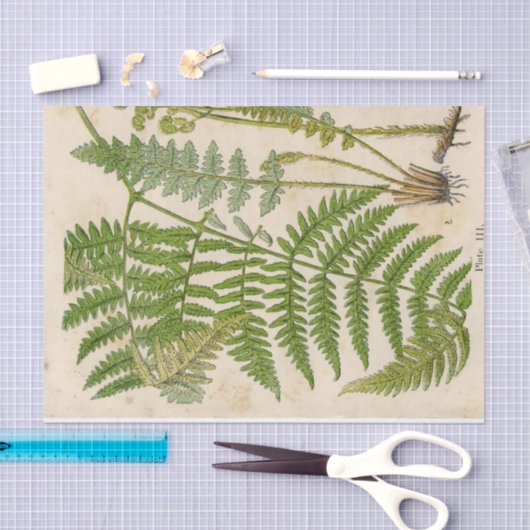 Fern  botanisch weefselpapier tissuepapier (Craft)
