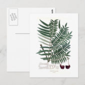 Fern Briefkaart (Voorkant / Achterkant)