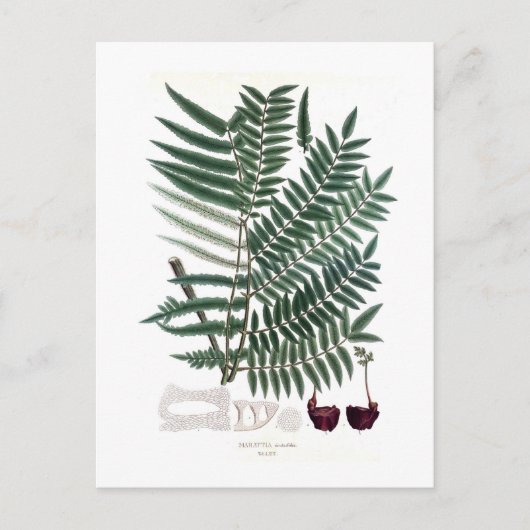 Fern Briefkaart (Voorkant)