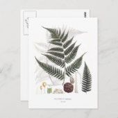 Fern Briefkaart (Voorkant / Achterkant)