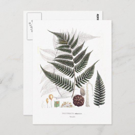 Fern Briefkaart (Voorkant / Achterkant)