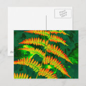 Fern Briefkaart (Voorkant / Achterkant)