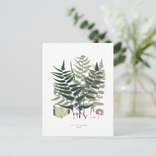 Fern Briefkaart (Staand voorkant)