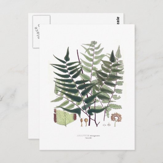 Fern Briefkaart (Voorkant / Achterkant)