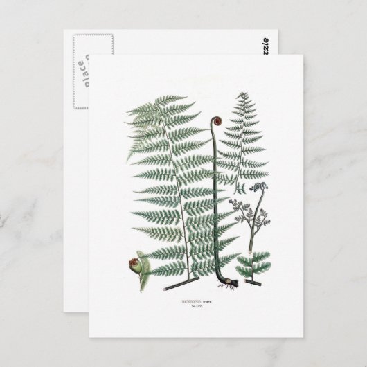 Fern Briefkaart (Voorkant / Achterkant)