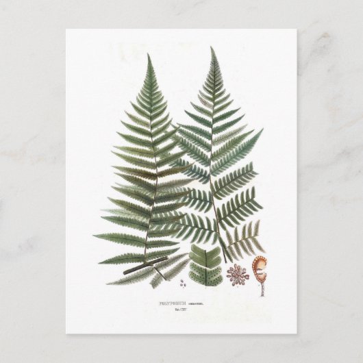 Fern Briefkaart (Voorkant)