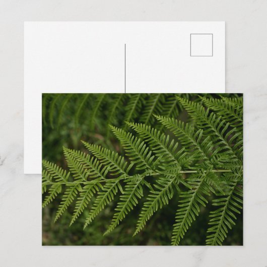 Fern Briefkaart (Voorkant / Achterkant)