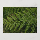 Fern Briefkaart (Voorkant)