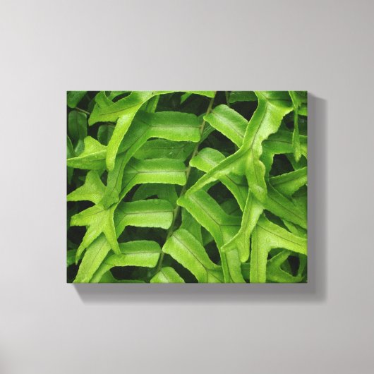 Fern Canvas Afdruk (Voorkant)