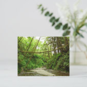 Fern Canyon I in Redwood National Park Briefkaart (Staand voorkant)
