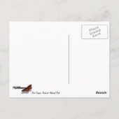 Fern Canyon I in Redwood National Park Briefkaart (Achterkant)