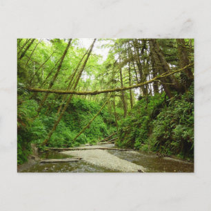 Fern Canyon I in Redwood National Park Briefkaart
