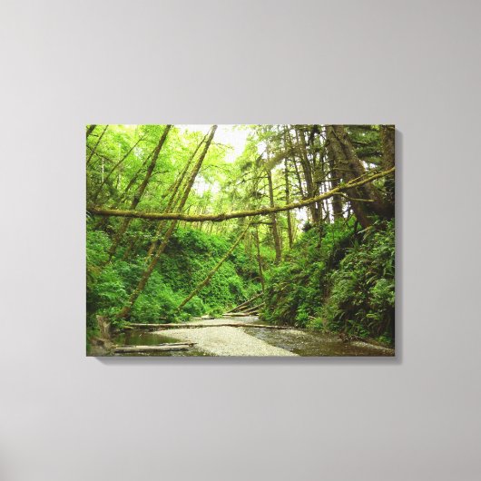 Fern Canyon I in Redwood National Park Canvas Afdruk (Voorkant)