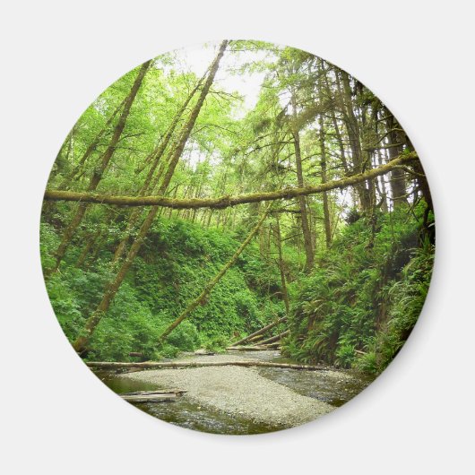 Fern Canyon I in Redwood National Park Magneet (Voorkant)