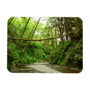 Fern Canyon I in Redwood National Park Magneet