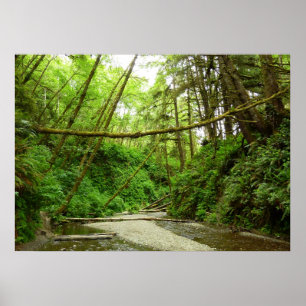 Fern Canyon I in Redwood National Park Poster