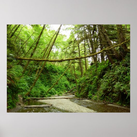 Fern Canyon I in Redwood National Park Poster (Voorkant)