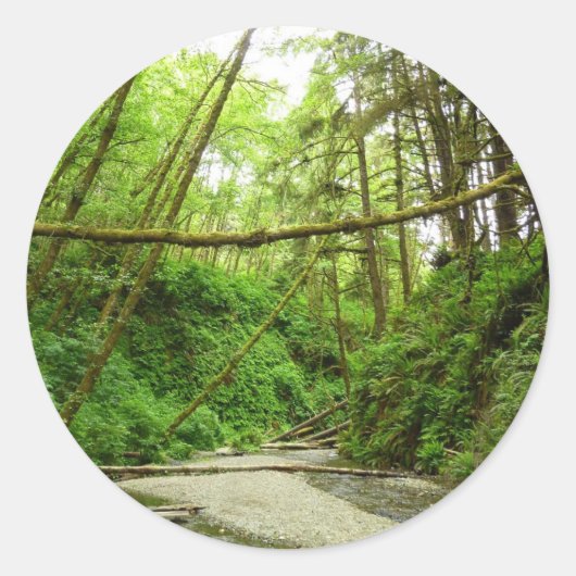 Fern Canyon I in Redwood National Park Ronde Sticker (Voorkant)