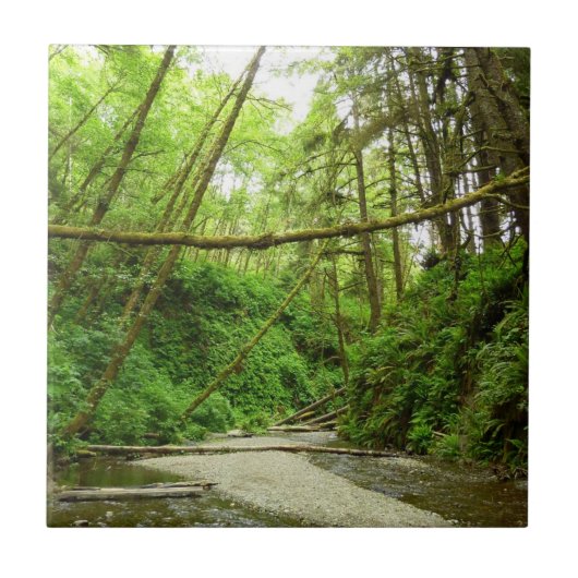 Fern Canyon I in Redwood National Park Tegeltje (Voorkant)