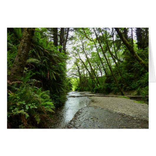 Fern Canyon II in Redwood National Park (Voorkant Horizontaal)