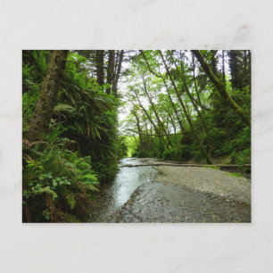 Fern Canyon II in Redwood National Park Briefkaart