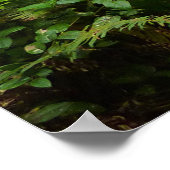 Fern Canyon II in Redwood National Park Poster (Hoek)