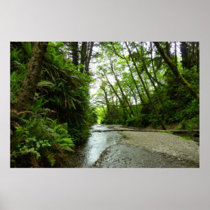Fern Canyon II in Redwood National Park Poster
