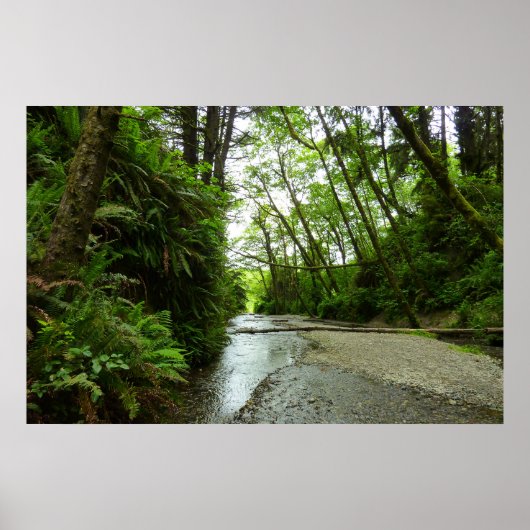 Fern Canyon II in Redwood National Park Poster (Voorkant)