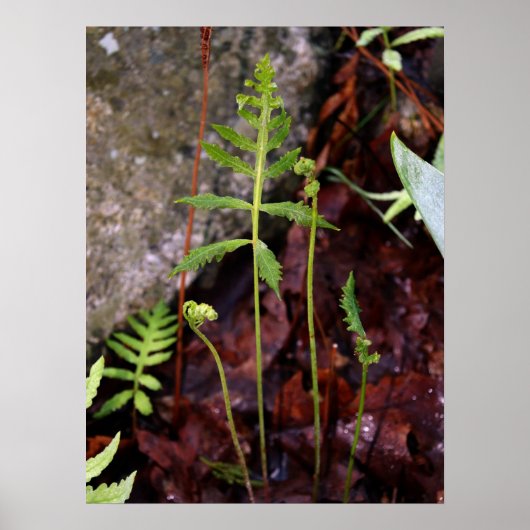 Fern door StoneWall Poster (Voorkant)