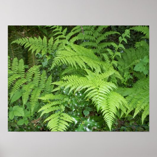 Fern en Holly poster (Voorkant)