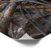 Fern Falls in Rocky Mountain National Park Poster (Hoek)