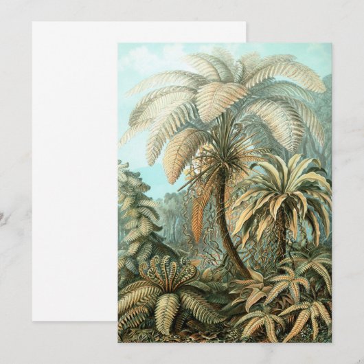 Fern (Filicinae) van Haeckel Kaart (Voorkant / Achterkant)