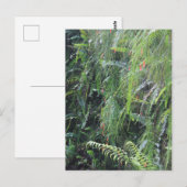 Fern Filling Grotto Briefkaart (Voorkant / Achterkant)