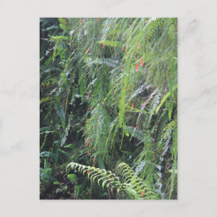 Fern Filling Grotto Briefkaart