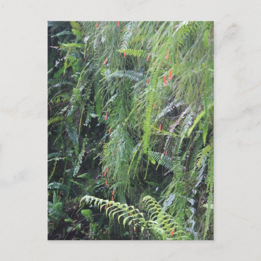 Fern Filling Grotto Briefkaart (Voorkant)