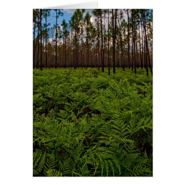 Fern Floor (Voorkant)