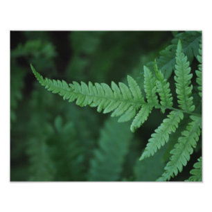 Fern Foto Afdruk