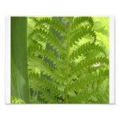 Fern Foto Afdruk (Voorkant)