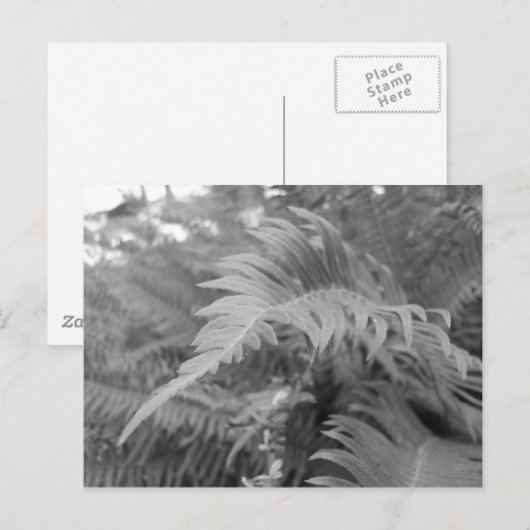 Fern Friendly Briefkaart (Voorkant / Achterkant)