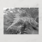Fern Friendly Briefkaart (Voorkant)