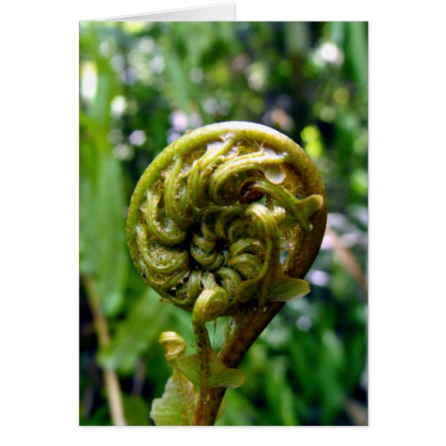 Fern Frond (Voorkant)