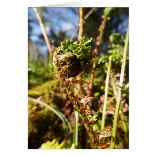 Fern Frond Blank Note Card (Voorkant)