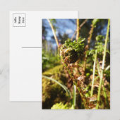 Fern Frond Briefkaart (Voorkant / Achterkant)