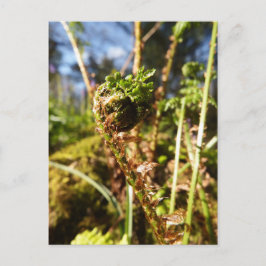 Fern Frond Briefkaart